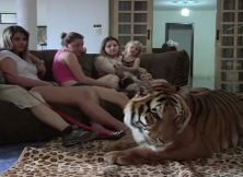 A Brazilian Family Shares Rooms With Tigers