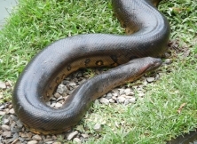 Characteristics Of Green Anacondas