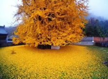 Ginkgo Biloba: A Sea Of Golden Leaves