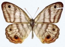 A Rare Amazonian Butterfly Named After Sir David Attenborough 