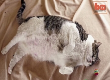 'Elvis' Is The 38lb Cat That Is Following A Diet In An Attempt To Shed Weight