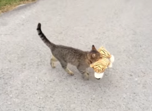 A Cat Went To The Neighbor To Borrow Toy