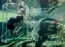 Crocosaurus Cove In The Heart Of Darwin City