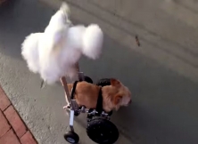 Dog On Wheelchair & Silky Chicken Make For The Most Endearing Friends