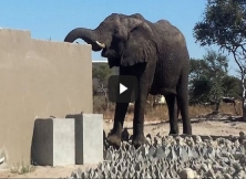 Elephant Snapped While Drinking Toilet Water