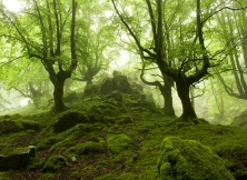 The Ghostly-feel Forest Photographed By Oskar Zapirain 