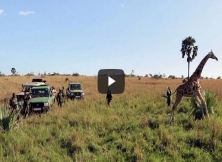 Uganda Wildlife Authority Rescues An Endangered Giraffe