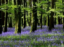 Stunning Photos With Bird Sound By Johnnie Lawson