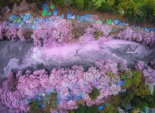 Cherry Blossom Season Shows The Wonderful Beauty Of Japan 