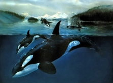 The Majestic Orca: Ocean's Apex Predator