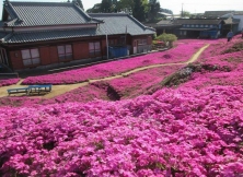 The Scented Flower Garden That Makes A Blind Wife Smile Again 