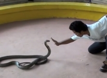 Man Successfully Kisses The King Of Cobra