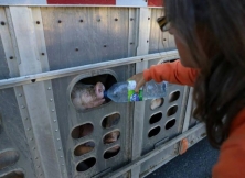 Woman Faces Up To 10 Years In Jail For Feeding Water To Pigs