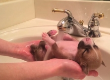 Rescued Pup Has A Great Time Having Bath