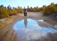 Lovable Newborn Rhino Rescued Following Being Discarded By Its Mother