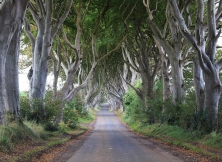 Beech Avenue You Just Have To Walk Through Once In Your Lifetime 