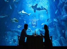 Paris Aquarium Offers A Night With Fully Grown Sharks