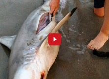 Sea-Section: Implausible Video Of Shark Being Born