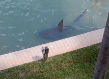 Bull Shark Of 9ft That Was Spot In The Backyard Of A Florida Residence