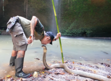 Brave Snake Catchers Rescue The World's Deadliest Reptiles