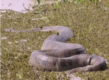 Rescue Operation Of Giant Anaconda