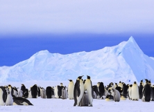 The Majestic Emperor Penguin: Antarctica's Heaviest Bird