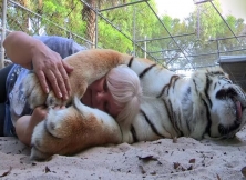 The Lady In Florida Who Has Pet Bengal Tigers In Her Backyard