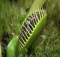 Nature's Lethal Lures: The Fascinating World Of Carnivorous Plants