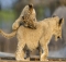 Roaring Good Times: A Day In The Life Of Adorable Lion Cubs In South Africa!